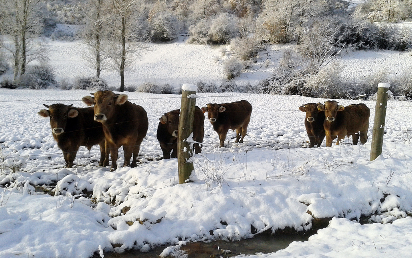 vacas